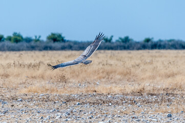 Martial eagle, Polemaetus bellicosus, flying in northern Namibia