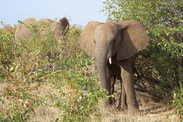 Afrikanischer Elefant / African elephant / Loxodonta africana