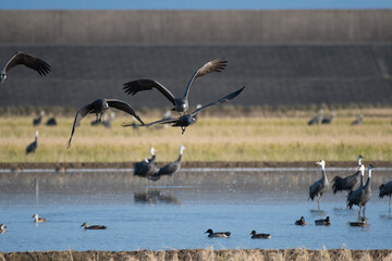 Family of hooded cranes taking off