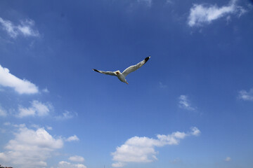 seagull in flight