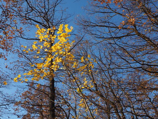Die letzten bunten Blätter im Herbstwald bei blauem Himmel