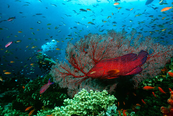 Fototapeta na wymiar Scuba Diver Watching Grouper On Coral Reef
