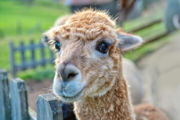 Close up of furry Alpaca face