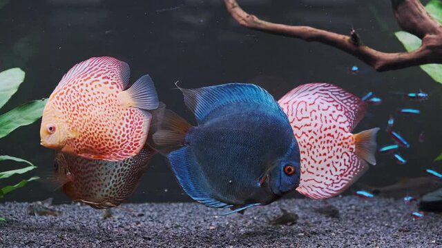Symphysodon discus fish swiming in aquarium. 4K footage Checker red colors. Aquaria concept
