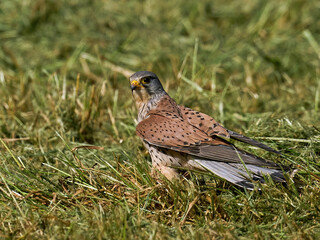 Common kestrel (Falco tinnunculus)