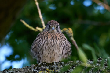 Common kestrel (Falco tinnunculus)