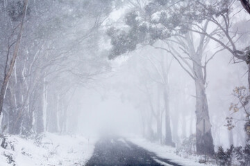 Blizzard snow conditions along a road near Oberon, Australia