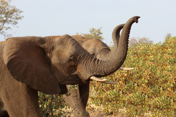 Afrikanischer Elefant / African elephant / Loxodonta africana