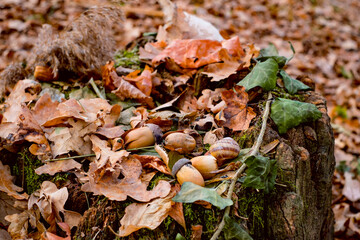 leaves and acorns on logs