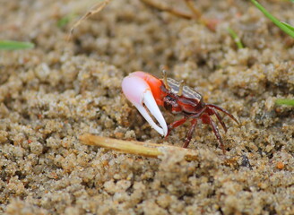 Red crab with single claw