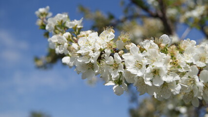 SONY DSC
