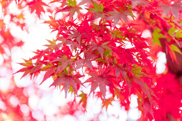 美しい京都の紅葉風景