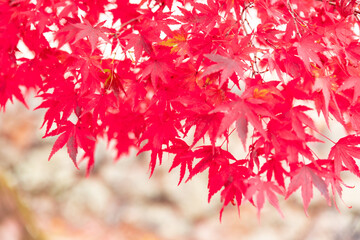 美しい京都の紅葉風景