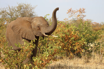 Obraz premium Afrikanischer Elefant / African elephant / Loxodonta africana