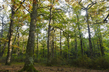 Fototapeta na wymiar paesaggio boschivo con alberi di quercia (Quercus cerris) in Autunno