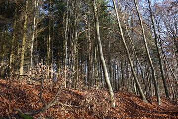 Kahle Laubbäume im Herbst grenzen an grünen Nadelwald.