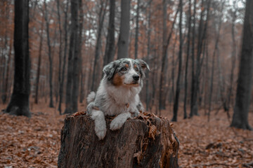 Australian Shepherd in the woods