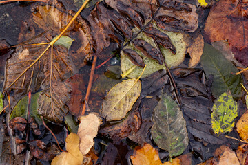 Colourful crinkled leafs layered on floor texture 