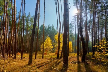
forest, autumn, nature, wood, trees, landscape, fall, wood, pine, sun, park, leaves, season, foliage, green, yellow, leaf, outdoors, light, sky, sunlight, beauty, red, plant, autumn forest