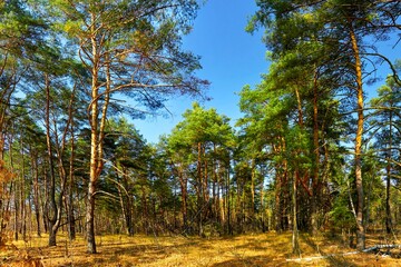 Fototapeta premium tree, forest, nature, palm, landscape, trees, sky, tropical, green, beach, summer, travel, forest, island, plant, grass, blue, sun, pine, palm, tree, natural, outdoors, sunlight , sunny