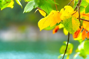 autumn, leaf, maple, leaves, nature, tree, yellow, season, red, orange, isolated, color, plant, forest, foliage, bright, seasonal, brown, colorful, branch, natural, october, green, oak, oak leaf , sun