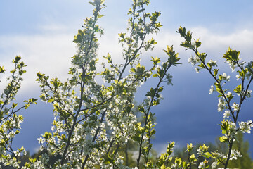 Apple blossoms bloom on a spring day