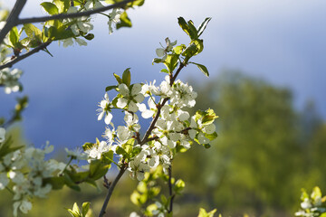 Apple blossoms bloom on a spring day