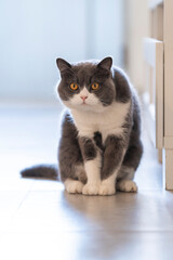 Cute British Shorthair cat, indoor shot