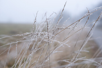 Close up of meadow in winter sunrise nature background.