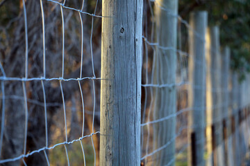Fencing with fence posts