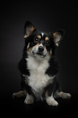 tricolor welsh corgi pembroke on black background. happy portrait of a dog in studio