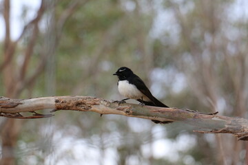 Willie Wagtail Australia in a tree