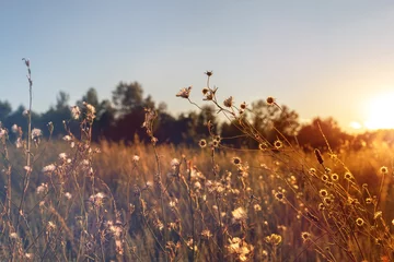 Poster Abstract warm landschap van droge wilde bloemen en grasweide op warme gouden uur zonsondergang of zonsopgang. Rustige herfst herfst natuur veld achtergrond. Zacht gouden uurzonlicht op het platteland © Kirill Gorlov