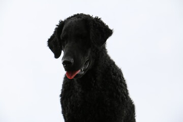 Black Curly Coated Retriever 