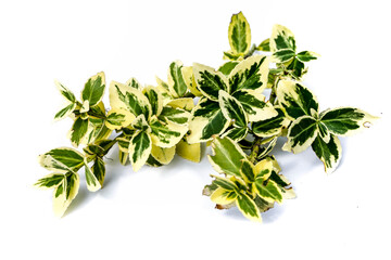 Obraz premium Boxwood branch isolated on white background