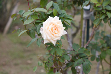 秋の黄色の薔薇の花 Yellow rose flower that blooms in autumn.	