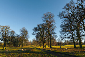 Rural landscape in winter with trees, sheep grazing, and church in South Dalton Yorkshire, UK.