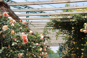 Climbing garden  colorful roses on wooden trellis