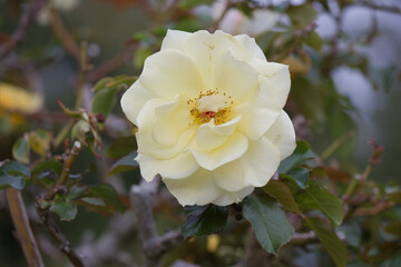 秋の黄色の薔薇の花 Yellow rose flower that blooms in autumn.	