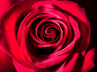 Au cœur d'une rose rouge