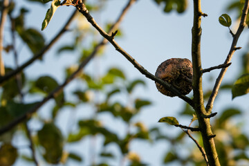 Rotting apple on a tree in the garden.