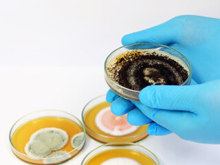 Malt Extract Agar in Petri dish for isolating and cultivate black yeasts, molds and fungal testing...