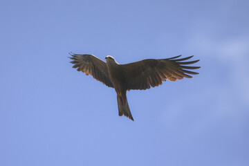 nibbio bruno (Milvus migrans) in volo,silhouette su sfondo cielo blu 