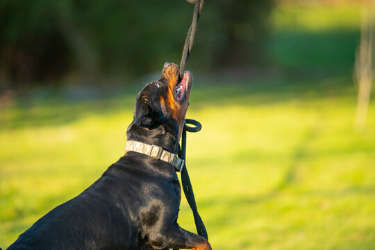 Rottweiler Dog Training Attack Dog For Security & Protection