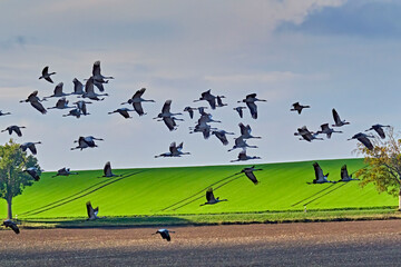 Kraniche ( Grus grus ) auf R&uuml;gen.