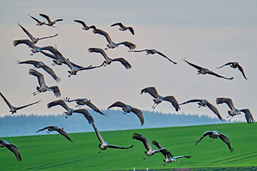 Kraniche ( Grus grus ) auf Rügen.