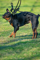 Rottweiler Dog Training Attack Dog For Security & Protection