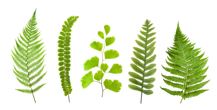 ferns set