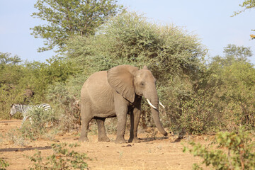 Fototapeta premium Afrikanischer Elefant / African elephant / Loxodonta africana
