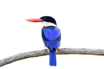 Black-capped Kingfisher (halcyon pileata) sitting on wooden branch isolated on white background